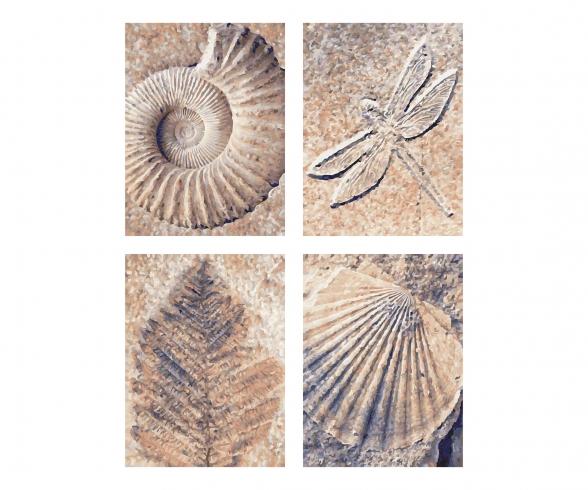 Fossils - painting by numbers