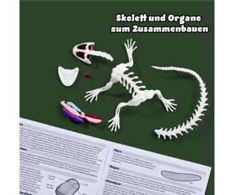 Scout Dissect-It Salamandre