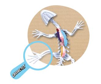Scout Dissect-It Mini Labor, 3-sort.