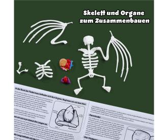 Scout Dissect-It Bat – Kit anatomie chauve-souris