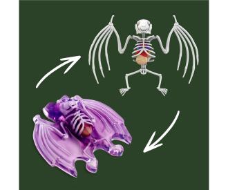 Scout Dissect-It Bat – Kit anatomie chauve-souris