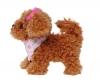 ChiChi LOVE Tea Cup Poodle Puppy