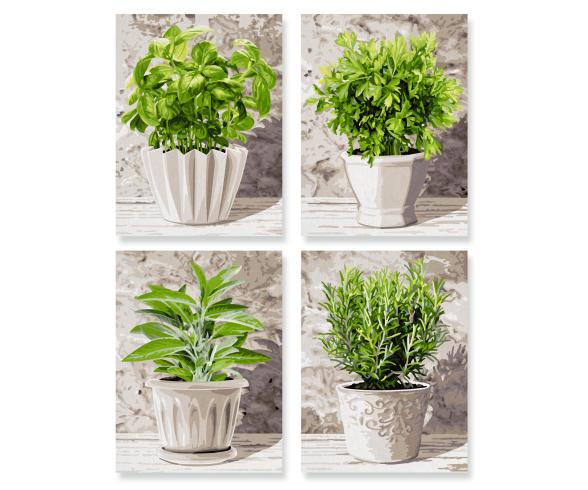 Culinary Herbs Quattro - Painting by Numbers