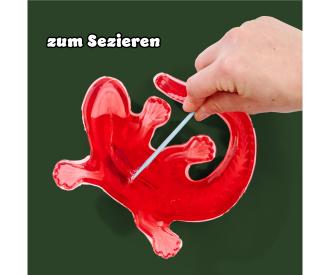 Scout Dissect-It Salamandre