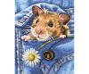 Golden Hamster 24 x 30 cm - Painting by Numbers