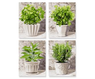 Culinary Herbs Quattro - Painting by Numbers