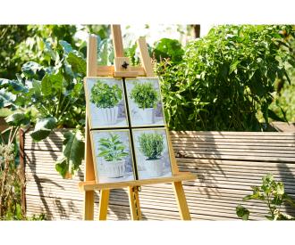 Culinary Herbs Quattro - Painting by Numbers