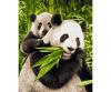 Panda Bears 24 x 30 cm - Painting by Numbers