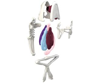 Scout Dissect-It Mini Lab, 3-ass.