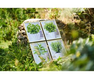 Culinary Herbs Quattro - Painting by Numbers