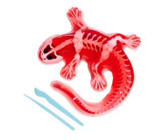 Scout Dissect-It Salamander