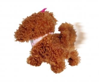 ChiChi LOVE Tea Cup Poodle Puppy
