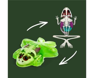 Scout Dissect-It Frog – Kit de dissection grenouille