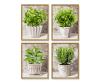 Culinary Herbs Quattro - Painting by Numbers