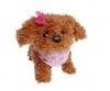 CCL Tea Cup Poodle Puppy