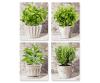 Culinary Herbs Quattro - Painting by Numbers