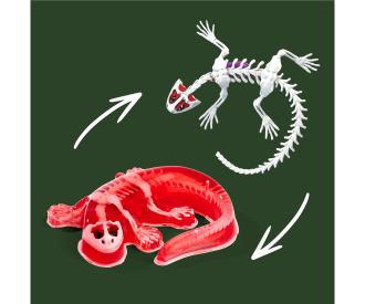Scout Dissect-It Salamandre